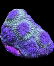 Live Coral Diploastrea Purple Pineapple Open Brain 3/4"+