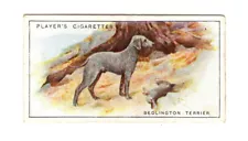 ^BEDLINGTON TERRIER DOG PLAYER'S CIGARETTE TRADE CARD DOGS SERIES NO. 40