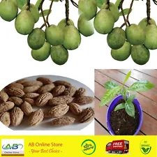 Ceylon Olive Tree 10 Seeds Elaeocarpus Serratus Healthy Home Garden Fruit Tree