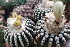 Discocactus horstii Rare Cactus Seeds