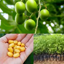 25+ Neem tree Seeds - Azadirachta indica fresh organic Live seeds for planting
