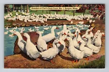 Saugus MA-Massachusetts, Breeders At Carl's Duck Farm, Antique Vintage Postcard