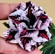 NEW!! Adenium Obesum - Desert Rose "Butterfly Dream2" 5 seeds (#42)