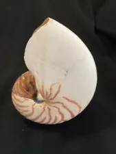 Chambered Nautilus Pompilius, 6.5" great condition