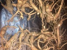 New Listingwild fresh ginseng roots alive large roots long age necks 464 grams