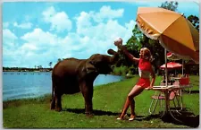 Pink Cotton Candy Treat For One Elephant Jacksonville Free Zoo Florida Postcard