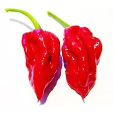 50 Red Ecuadorian DEVIL'S Breath Pepper Seeds Hot TONGUE Chilli S038