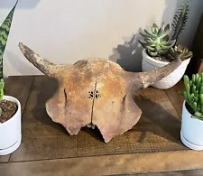 Historic Bison Skull