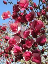 Yulan Magnolia Seed 20 Dark Red Magnolia Seeds Tree Tulip Lily Flower Magnolia