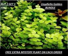 Golden Creeping Jenny Bunch Lloydiella Golden Live Aquarium Plants BUY2GET1FREE