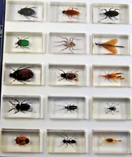 Various 3D TAXIDERMY INSECT BEETLE SPIDER BUGS ACRYLIC RESIN PAPERWEIGHT Mix Lot