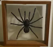 Real Tarantula (Grammostola pulchra) Taxidermy - Mounted, In Glass Frame