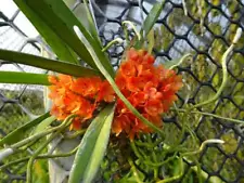 Vanda Ascocentrum ampullaceum moulmeinense Orchid Blooming size THAILAND + Phyto