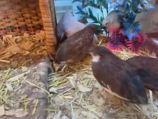 24 Button quail fertile hatching eggs! Great school project