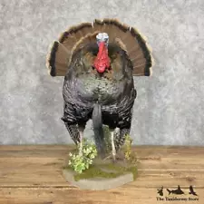 #27365 EL | Rio Grande Turkey Taxidermy Bird Mount For Sale