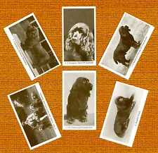 SUSSEX SPANIEL SET OF SIX NAMED DOG COLLECTABLE TRADE CARDS GREAT GIFT