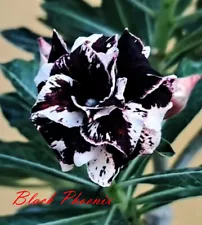 Adenium Obesum Desert Rose " Black Phoenix " 150 Seeds