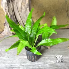 Java Fern Microsorum pteropus Potted Live Aquarium Plant **Buy 1 Get 1 50% OFF**