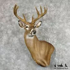 #26913 EL | Whitetail Deer Wall Pedestal Mount For Sale