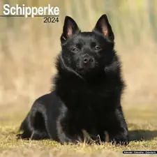 Schipperke Calendar 2024 Square Dog Breed Wall Calendar - 16 Month