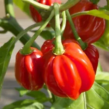 6 FRESH PICKED Red Scotch Bonnet Peppers (Hydroponically Grown)