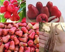 Red Wax Apple Jambu (SYZYGIUM SAMARANGENSE) Live Fruit 3 UnRooted Cuttings