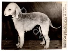 1939 Westminster Press Photo- Best Bedlington Terrier - Lady Rowena of Rowanoaks