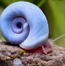 ð¥SALEð¥ 2 Rare Blue Ramshorn Snails - Aquarium Snails, Algae Eater ð