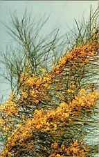 Postcard Palo Verde Yellow Flowering Desert Tree