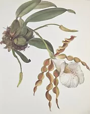 Vintage Botanical Print Orchid Flower Print Wall Art~Trichopilia tortilis (O132)