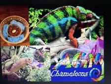 HATCH YOUR OWN BABY CHAMELEON