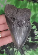 Megalodon Sharks Tooth 4" inch NO RESTORATIONS fossil sharks teeth tooth