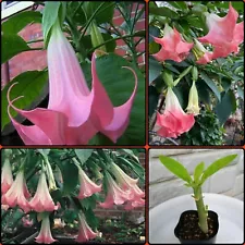 5 well Rooted Cuttings Brugmansia Pink Angel Trumpet-scented tropical live plant