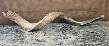 Yemenite Shofar Kudu Horn XXL 41"