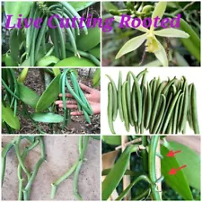 Vanilla Planifolia Live Cutting Rooted Plant Vanilla Bean Ceylon New