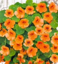 Nasturtium seeds undersized, 1g Nasturtium Empress Orange,Tropaeolum seeds -462