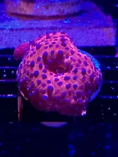 Superman Mushroom (Discosoma) Coral