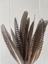 10 LARGE Peacock Mottled Spotted Feathers Hand Picked Ethically Lovely Contrast