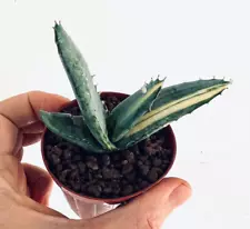 aloe nobilis variegata for sale