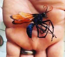 TARANTULA HAWK WET SPECIMEN PEPSIS SPIDER HUNTING WASP TAXIDERMY