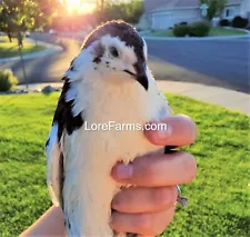 12 (+3 ext AD) LORE FARMS ð Celadon 100% TRUE Blue Coturnix Quail Hatching Eggs