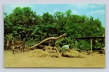 Postcard Making Sorghum Molasses Mule Cane Press Stalk Boiled Old Fashioned Way