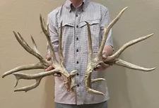 Giant 210” Whitetail Deer Cut Shed Antlers Horns Taxidermy Mount Man Cave Elk