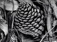 1937/70 Vintage ANSEL ADAMS Pine Cone And Eucalyptus Leaves Duotone Photo Art