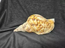 REAL Giant Triton Seashell 7”