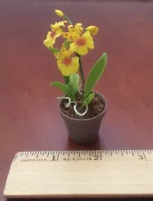 Miniature Yellow Oncidium Orchid in Pot