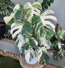 Monstera Albo Variegated White Tiger Size Large Free Phytosanitary