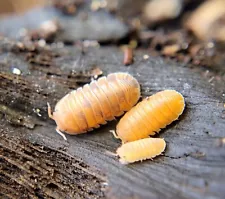 Cubaris Isopods Anemone 10+ RARE Isopods & FREE Springtails BIOACTIVE Designer