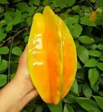 150 Orange Starfruit Seeds (Averrhoa carambola) - var. Kunir