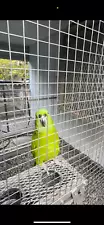 Green Parakeet